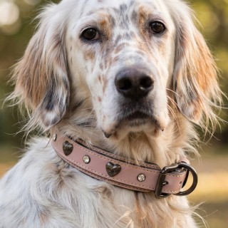 Set Collare Cristalli e Guinzaglio Pelle Cani | Dolce Zampa